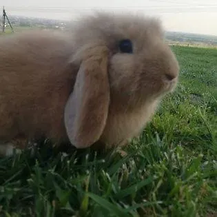 Le Bianchette E Fattoria Didattica